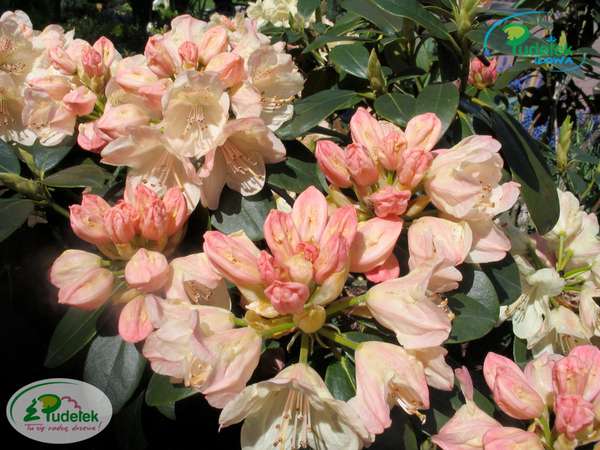 Rhododendron Festivo